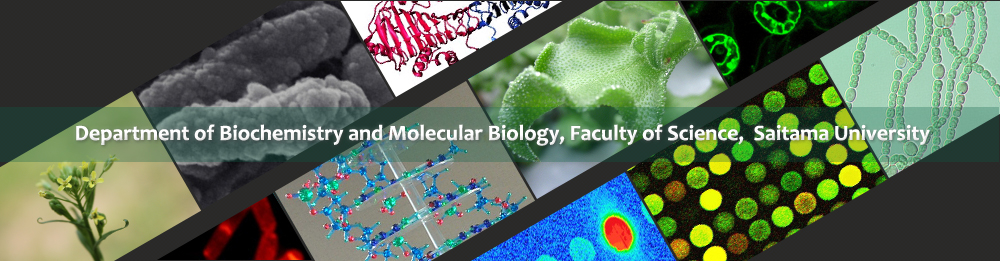 Department of Biochemistry and Molecular Biology, Faculty of Science, Saitama University