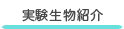 実験生物紹介