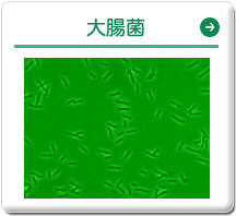 大腸菌