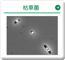 枯草菌