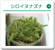 シロイヌナズナ