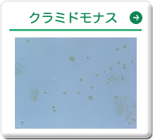 クラミドモナス