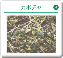 カボチャ