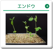エンドウ