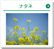 ナタネ