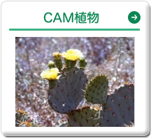 CAM植物