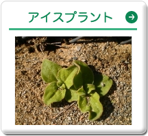 アイスプラント