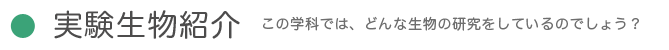 実験生物紹介