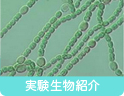 実験生物紹介