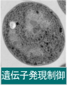 遺伝子発現制御