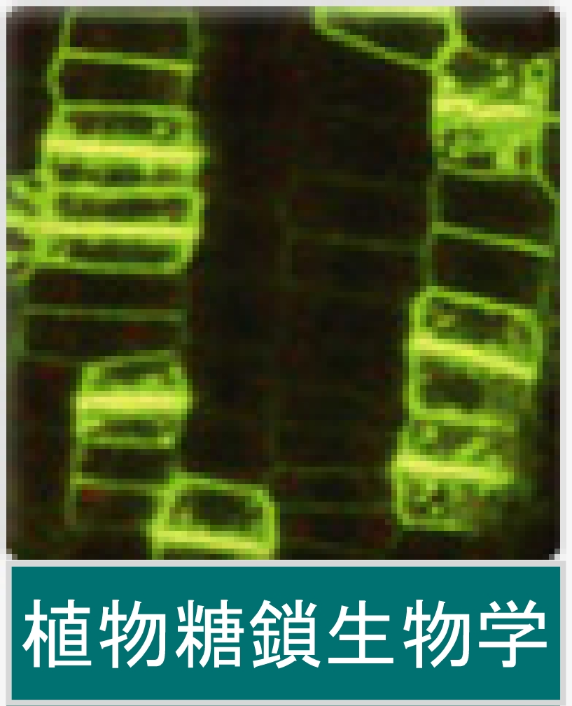 植物糖鎖生物学