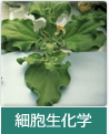 細胞生化学