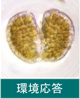 環境応答