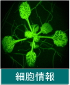 細胞情報